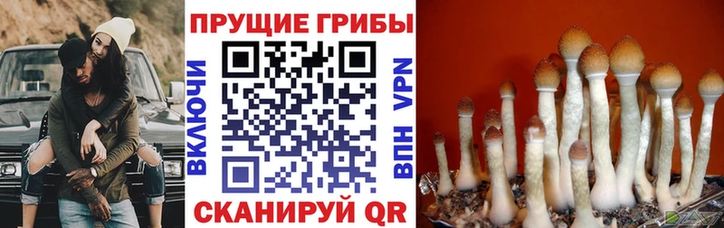 Галлюциногенные грибы прущие грибы  kraken tor  Михайлов 